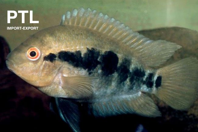 PTL69154_HETEROTILAPIA MULTISPINOSA(1)